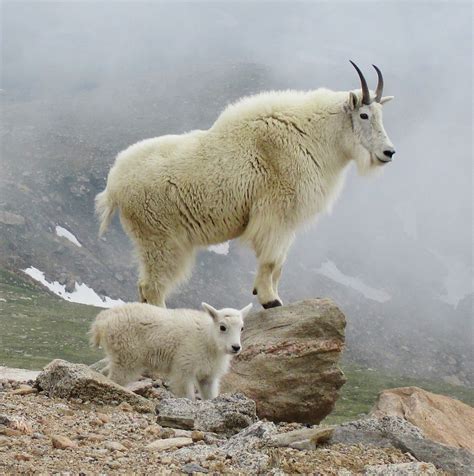 Goat synonyms, goat pronunciation, goat translation, english dictionary definition of goat. Mountain Goat - Animal Corner