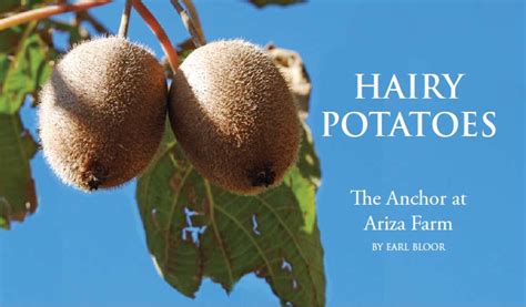 hairy potatoes edible shasta butte