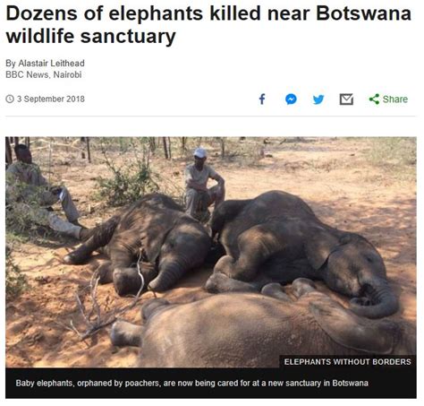 Elephant Massacre Underway In Botswana As Poachers Kill 90 Crime Nigeria