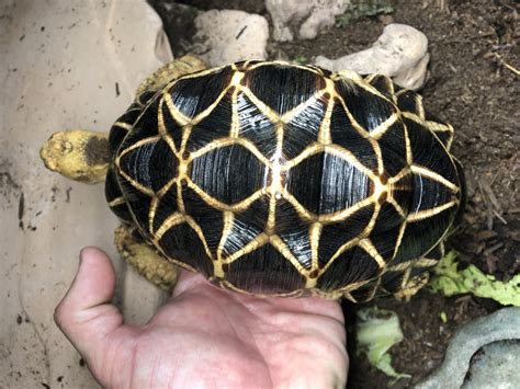 Maybe you would like to learn more about one of these? Burmese Star tortoises - FaunaClassifieds