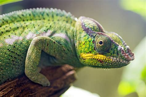 Hd Wallpaper Green Chameleon Chameleon Panther Chameleon Profile