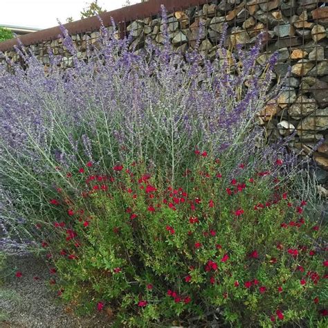 This Combination Is Just So Beautiful This Time Of Year Russian Sage