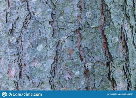 The Macro Or Closeup Shot Of The Pine Spruce Or Fir Bark Trunk Texture