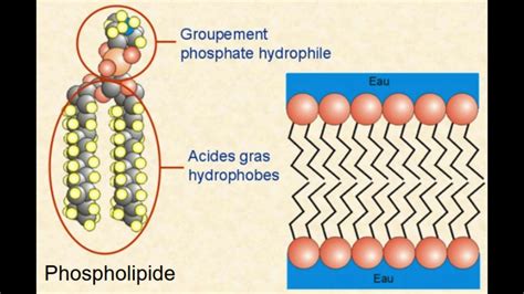 La Membrane Plasmique Structure Et Fonctions Youtube