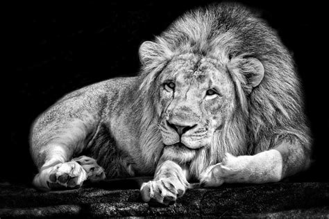 Download high definition quality wallpapers of black white lion and beautiful eyes hd wallpaper for desktop, pc, laptop, iphone and other resolutions devices. Lion Wallpaper Black and White (50+ images)