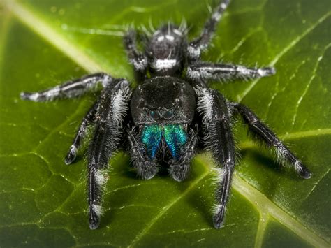 Jumping spiders live in a variety of habitats.tropical forests harbor the most species, but they are also found in temperate forests, scrub lands, deserts, intertidal jumping spiders are generally diurnal, active hunters. Jumping Spiders Pest Profile: Pictures & Information