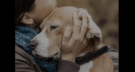 Things We Should Always Remember As Dog Lovers Life With Dogs