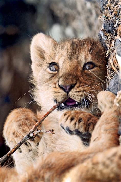 Cute Baby Lion Via Tumblr On We Heart It