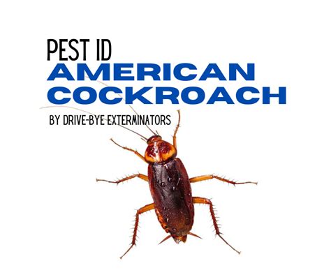 American Cockroach Drive Bye Pest Exterminators