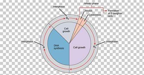 Cell Cycle Interphase Diagram