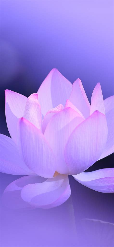 Purple Lotus Wallpapers Top Free Purple Lotus Backgrounds