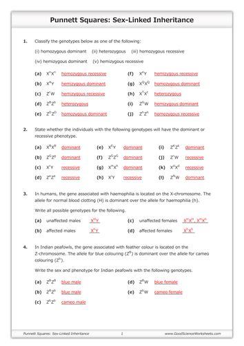 Punnett Squares Sex Linked Inheritance Teaching Resources