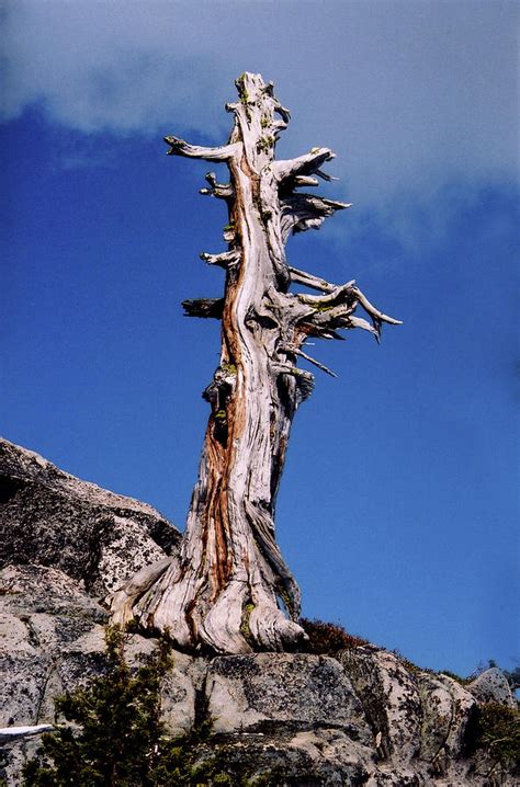 Bristlecone Pine Tree Photograph By Rianna Stackhouse Pixels