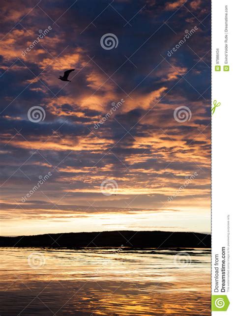 Seagull In Sunset Stock Photo Image Of Fjord Beautiful 97986434