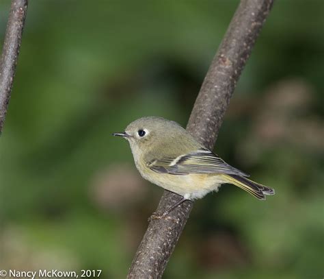 Female Ruby Crowned Kinglet Welcome To