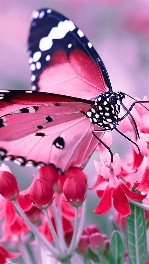 Pink Butterfly Iphone Wallpapers Wallpaper Cave