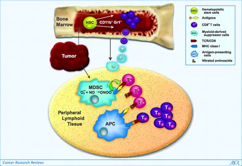 Tumor Escape Mechanism Governed By Myeloid Derived Suppressor Cells