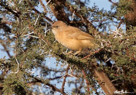 Fulvous Babbler Western Sahara Bird Images From Foreign Trips