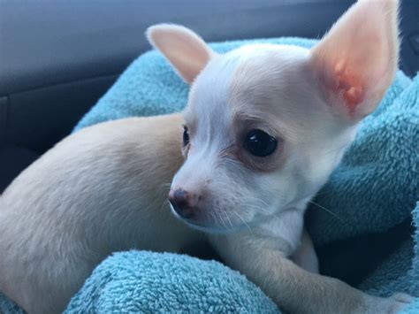 Chihuahua Puppies For Sale Worcester Ma 337139