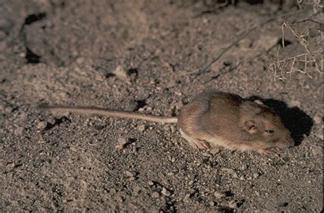Great Basin Pocket Mouse Alchetron The Free Social Encyclopedia