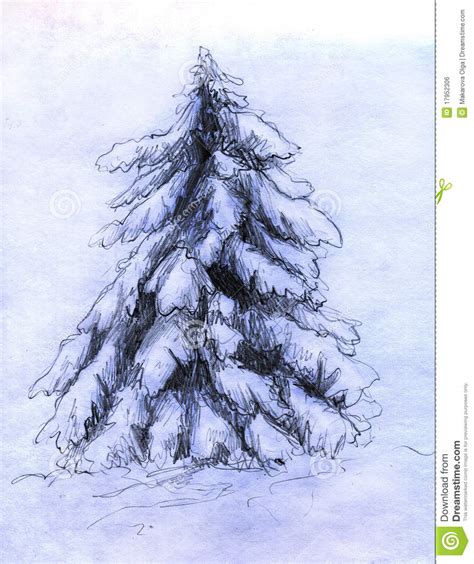 Snowy Fir Sketch Stock Illustration Illustration Of White