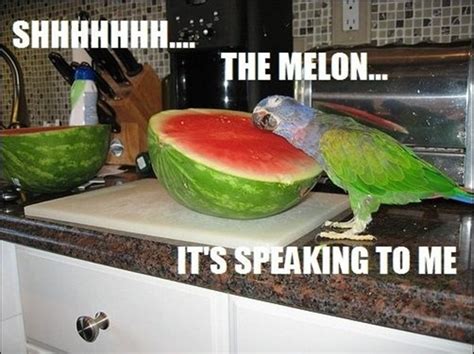 30 Funny Animal Captions Part 2 30 Pics Amazing