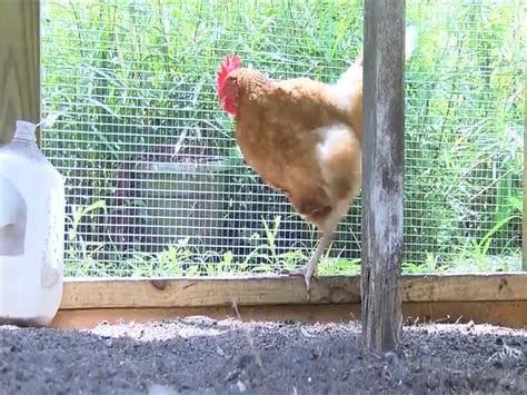 Cdc Salmonella Infections Linked To Backyard Flocks Of Chickens