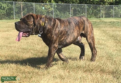 South African Boerboel South African Boerboel Reasons Why Every