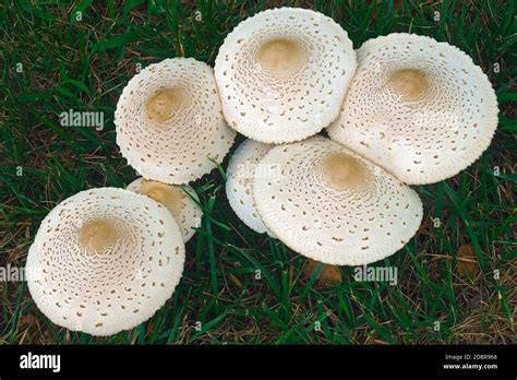False Parasol Mushroom Chlorophyllum Molybdites Called Green Spored