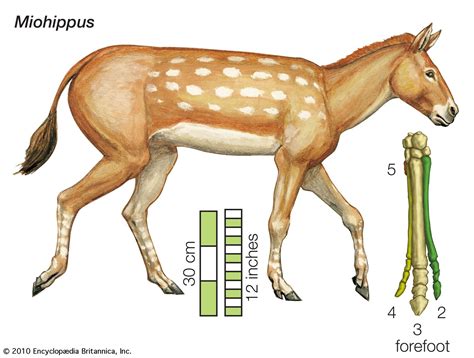 Horse Evolution Domestication Anatomy Britannica