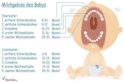 Sowohl die milchzähne als auch die bleibenden zähne sind schon vor der geburt des kindes im kiefer angelegt. Milchgebiss: Wann kommen Babys Zähne? - Familie.de