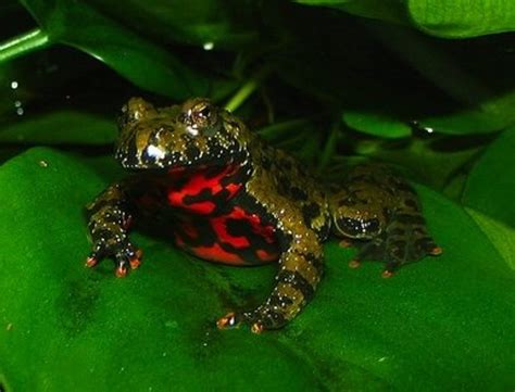 7 Best Pet Frogs For Beginners Pethelpful