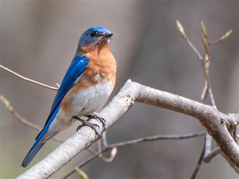 Bluebird Box Project Western Cuyahoga Audubon