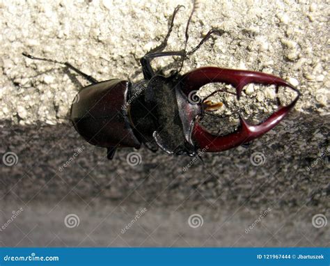 cervus de lucanus escarabajo de macho foto de archivo imagen de escarabajo éstos 121967444