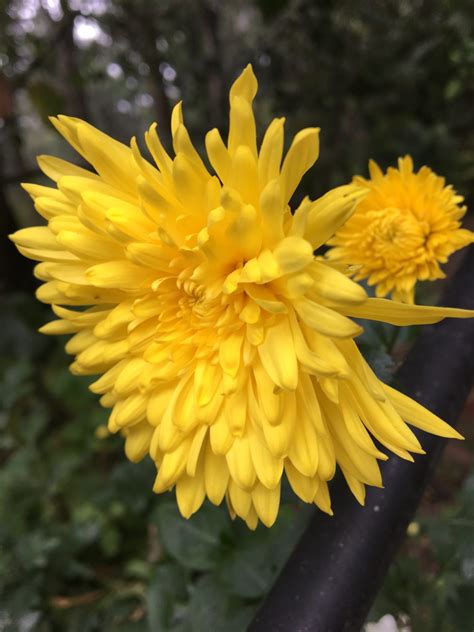 Buy Chrysanthemum Yellow Live Plant Bloomybliss