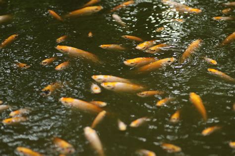 Is Red Nile Tilapia An Invasive Species