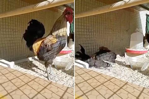 Video Rooster Runs Out Of Air And Falls Off After A Long Crowing Gulftoday