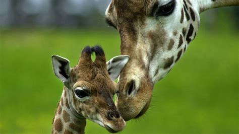 Giraffe Animals Baby Animals Long Neck 4k Hd Wallpapers Hd Wallpapers