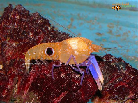 Pistol Shrimp Alpheus