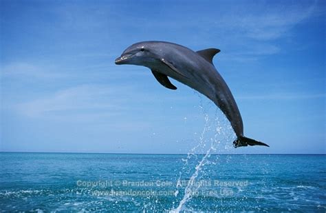 Dolphin Jumping Drawing At Getdrawings Free Download