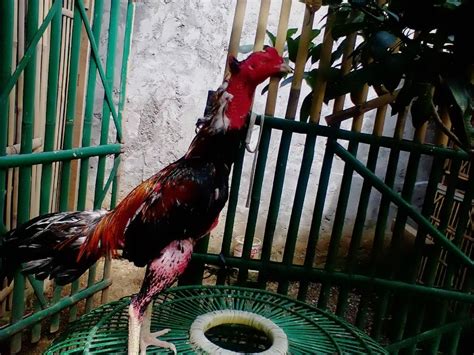 Maybe you would like to learn more about one of these? Gambar Ayam Bangkok Aduan Si Kuncung Ayam Bangkok ...