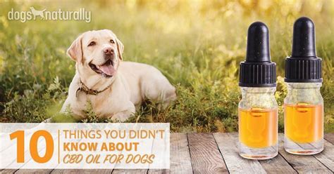 Many cat owners are starting to give their beloved feline friends cbd oil to provide relief for a variety of cbd is also said to help with the common ailment of inflammatory bowel disease in cats. CBD Oil For Dogs: 10 Things You Didn't Know