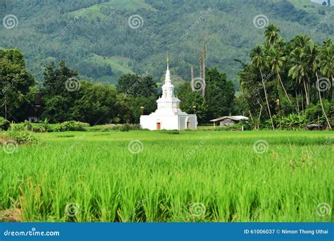 Green Rice Fields In Thailand Stock Image Image Of Cloud Graphic
