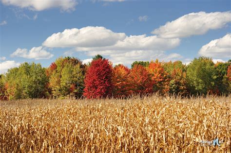 Autumn In Michigan Gallery Autumn Trees And A Corn Field Autumn