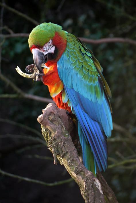 Grassparakeet Photo Blog Macaws