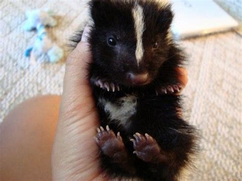 Pet Wish List 4 Descented Baby Skunk Baby Skunks Baby Animals Super