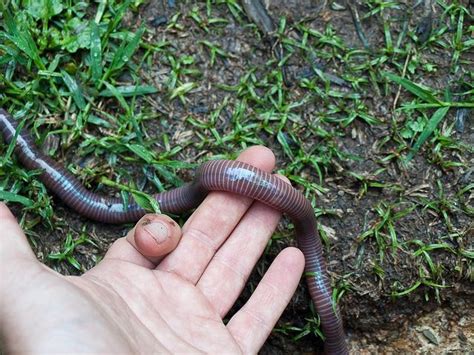 Giant Earthworm Earthworms Giants Animals