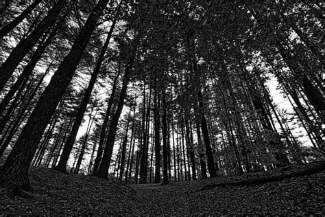 Maudslay Trees Forrest Monochrome Blackandwhite Morn Flickr