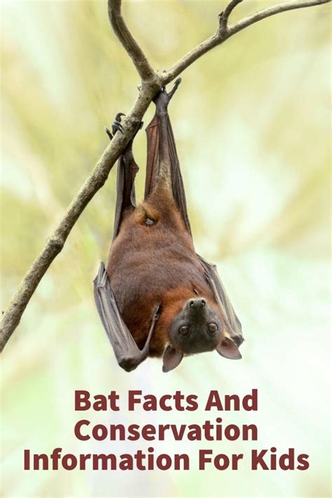 Fascinating Bat Facts For Kids With Printable Lesson And Stem Activities
