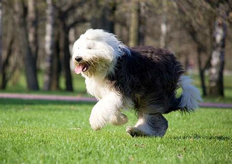29 Of The Cutest Old English Sheepdog Pictures Ever Pbh2